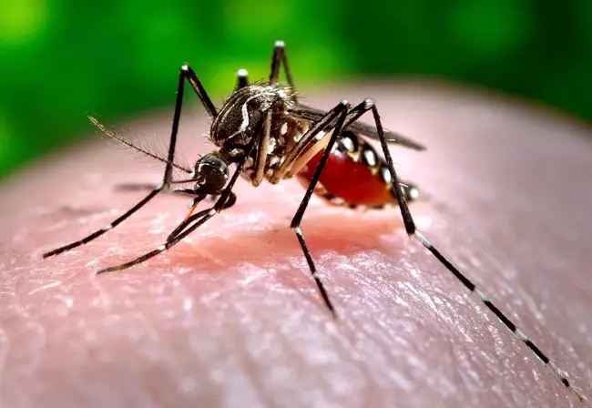 Mosquito Management