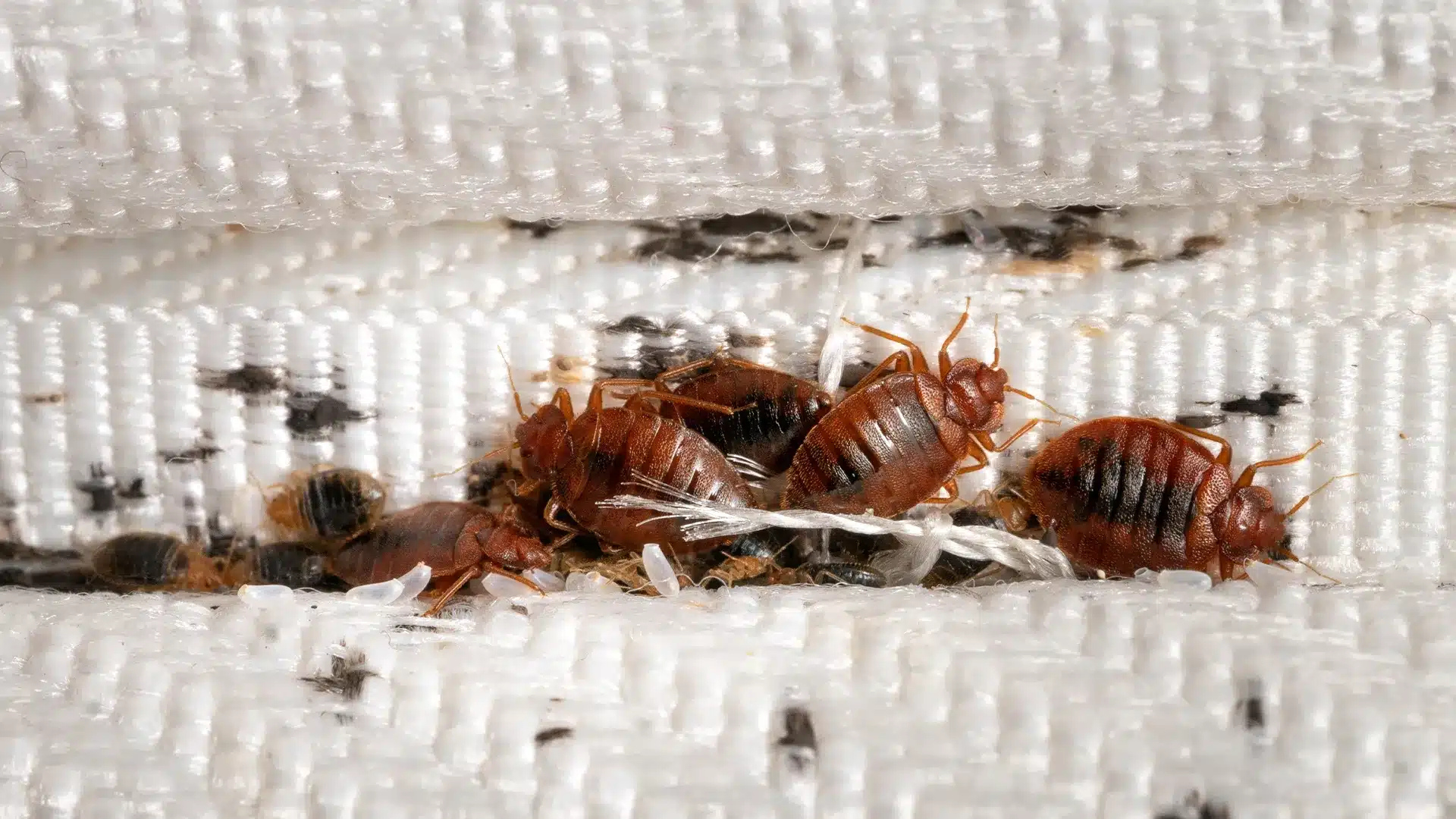 Bed Bug Management